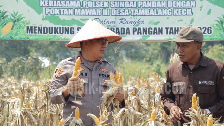 Panen Raya Jagung Kuartal III Digelar di Tambalang Kecil, Hasil Diperkirakan Capai 1 Ton