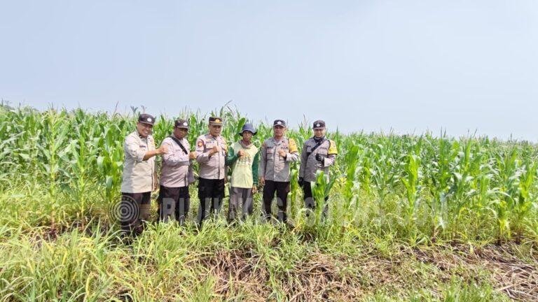 Polsek Babirik Pantau Pertumbuhan Jagung di Desa Pinangkara, Tanaman Capai 1,5 Meter
