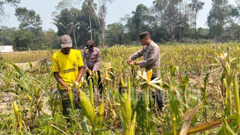 Polsek Amuntai Tengah Pantau Perkembangan Lahan Jagung, Dorong Ketahanan Pangan di Hulu Sungai Utara