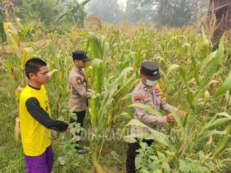 Polsek Amuntai Tengah Pantau Perkembangan Lahan Jagung, Dukung Ketahanan Pangan di Tapus