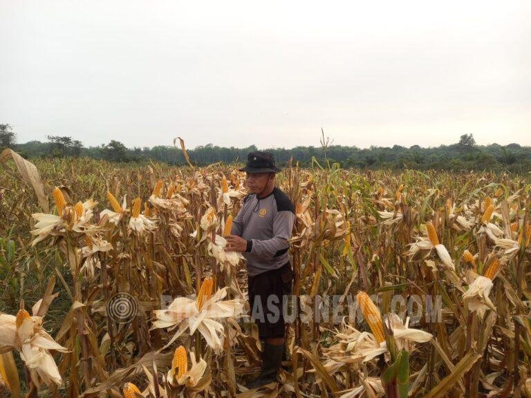 Panen Jagung Pakan Mandiri Polres HSU Capai 1 Ton dari Lahan 1 Hektare