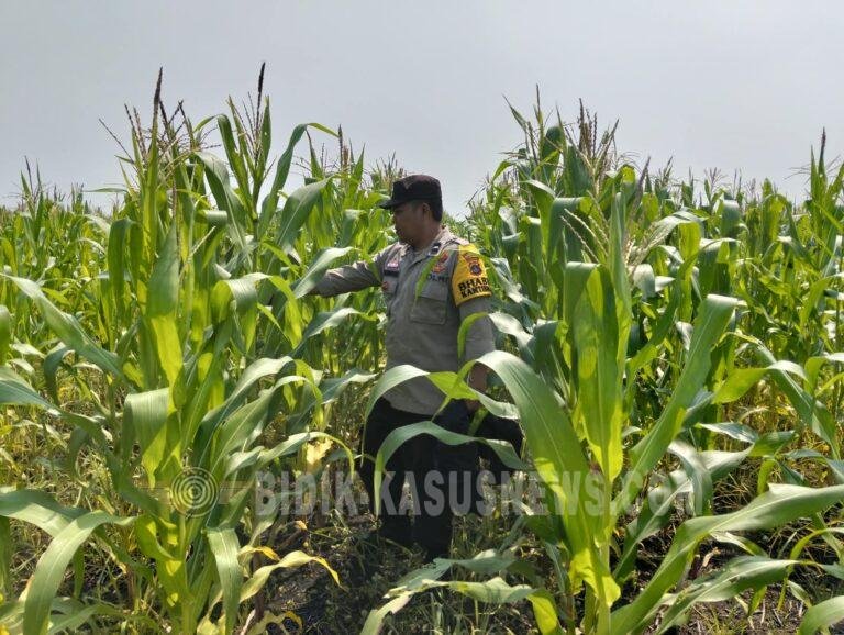 Polsek Babirik Monitor Pertumbuhan Jagung di Desa Pinangkara, Lahan 3 Hektare Ditargetkan Panen November