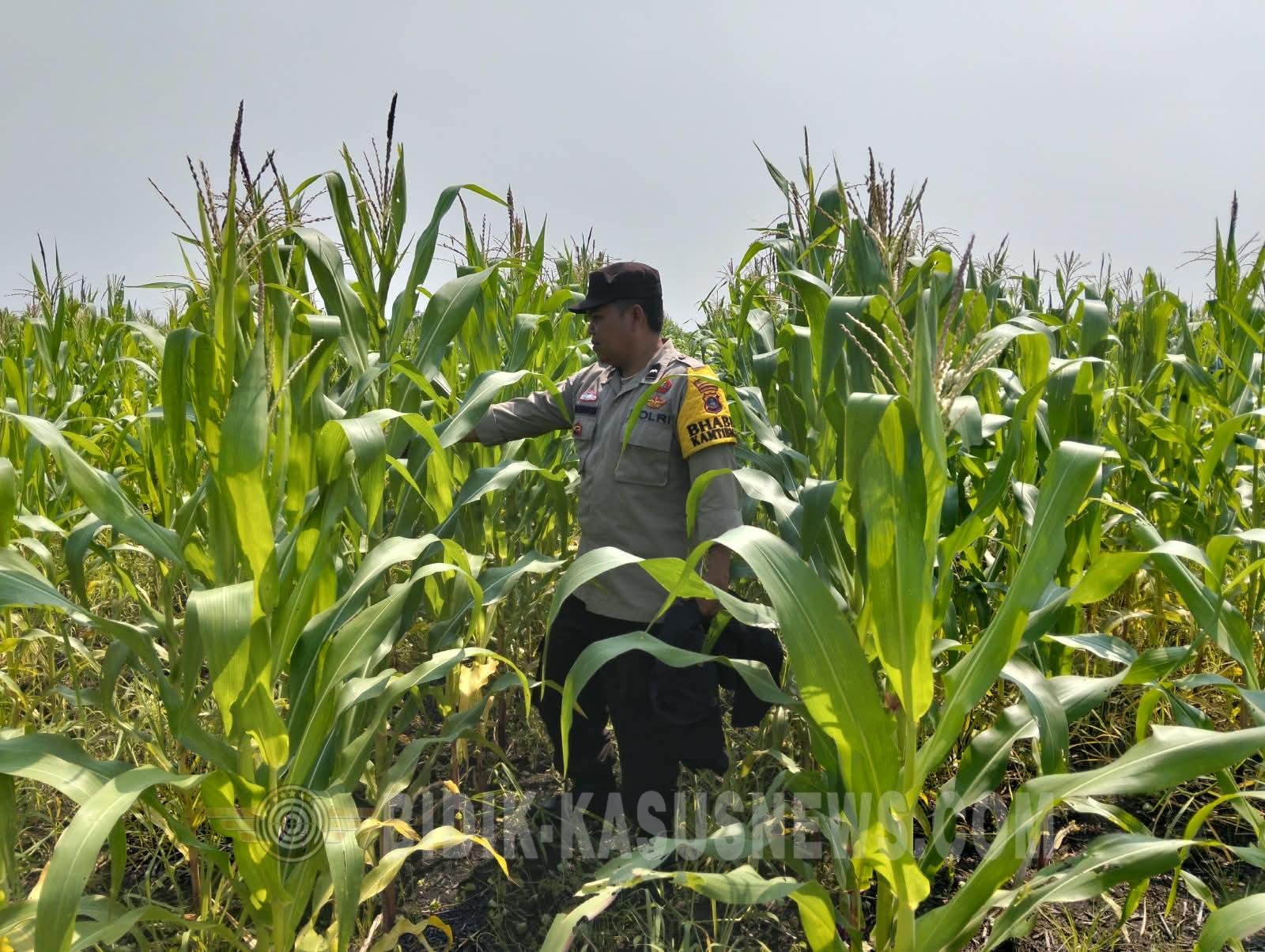 Polsek Babirik Monitor Pertumbuhan Jagung di Desa Pinangkara, Lahan 3 Hektare Ditargetkan Panen November