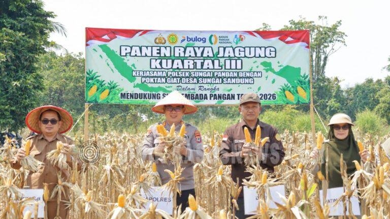 Panen Raya Jagung Kuartal III di Sungai Sandung, Polsek Sungai Pandan Dorong Penguatan Ketahanan Pangan