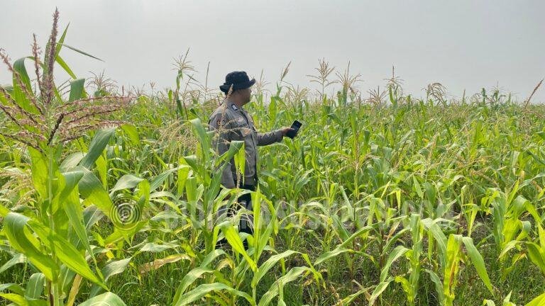 Polsek Babirik Monitoring Pertumbuhan Jagung di Desa Pinangkara, Tanaman Capai 155 Sentimeter