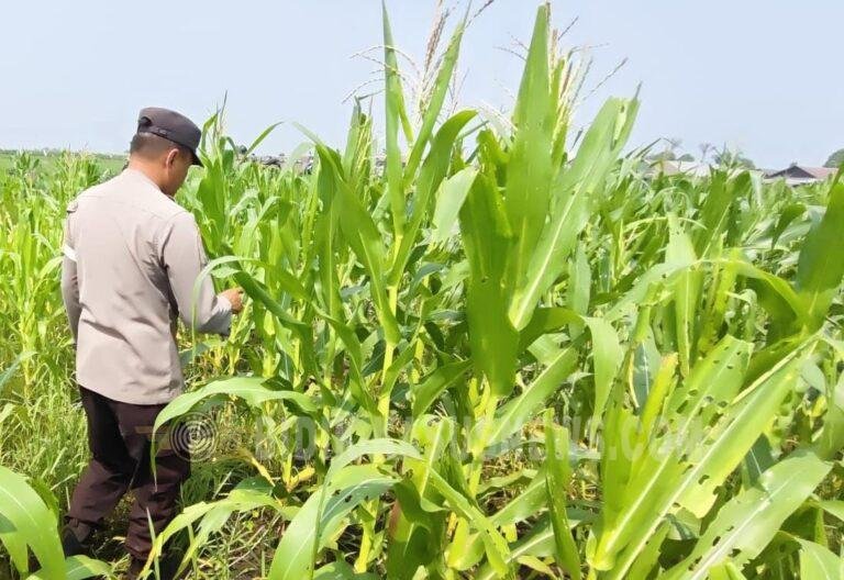 Polsek Babirik Monitor Pertumbuhan Jagung di Pinangkara, Tanaman Capai Tinggi 156 Sentimeter