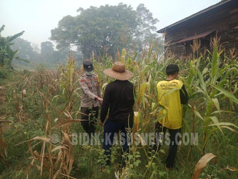 Kemarau Panjang Jadi Tantangan, Polsek Amuntai Tengah Pantau Perkembangan Lahan Jagung