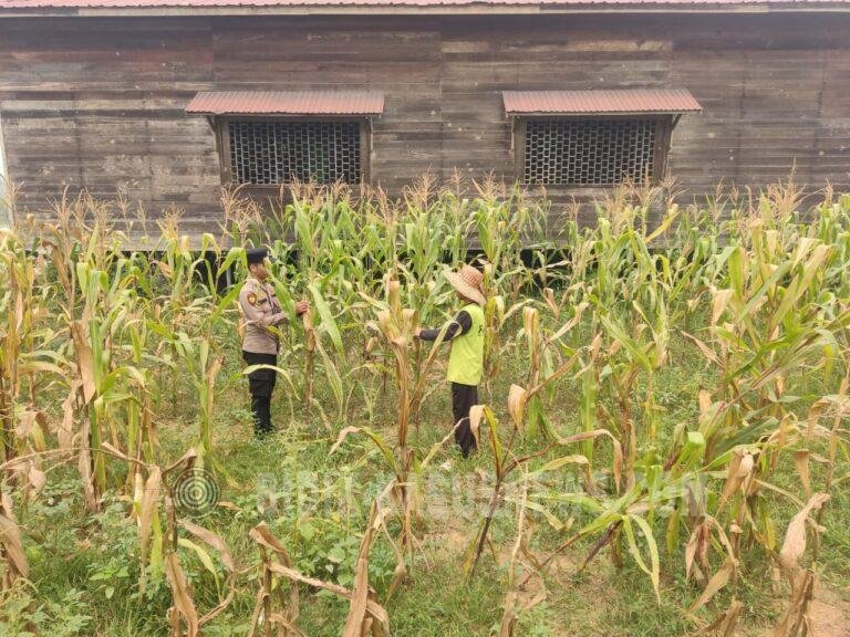 Polsek Amuntai Tengah Pantau Perkembangan Lahan Jagung, Dukung Ketahanan Pangan di HSU