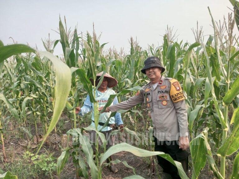 Polsek Amuntai Utara Pantau Perkembangan Lahan Jagung di Desa Pinangkara, Tanaman Tumbuh Hingga 190 Sentimeter