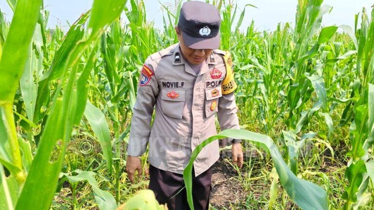 Tanaman Jagung di Desa Pinangkara Tumbuh 156 Sentimeter, Panen Diperkirakan November 2026