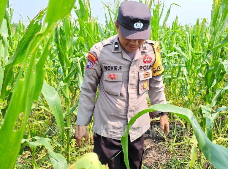 Tanaman Jagung di Desa Pinangkara Tumbuh 156 Sentimeter, Panen Diperkirakan November 2026