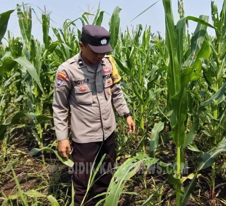Tanaman Jagung di Desa Pinangkara Tumbuh 156 Sentimeter, Panen Diperkirakan November 2026