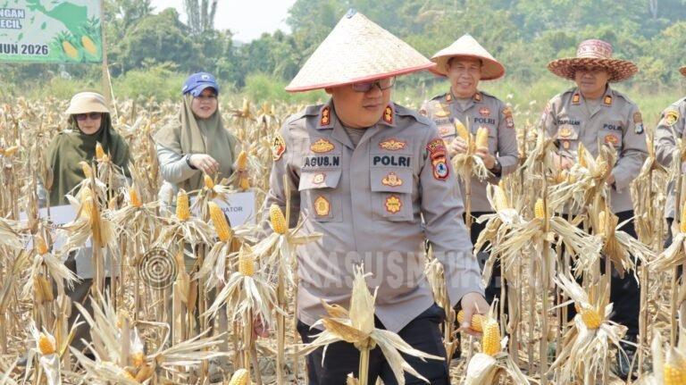 Kapolres HSU Hadiri Panen Raya Jagung Kuartal III di Sungai Pinang, Polsek Sungai Pandan Dorong Penguatan Ketahanan Pangan