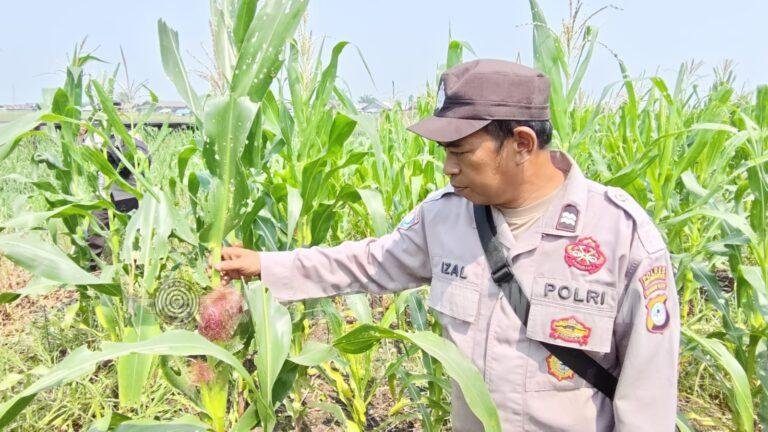 Monitoring Jagung di Pinangkara, Tanaman 3 Hektare Diproyeksikan Panen November