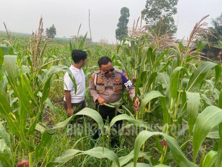 Polsek Amuntai Tengah Pantau Swasembada Jagung, Sejumlah Lahan Petani Terdampak Kekeringan