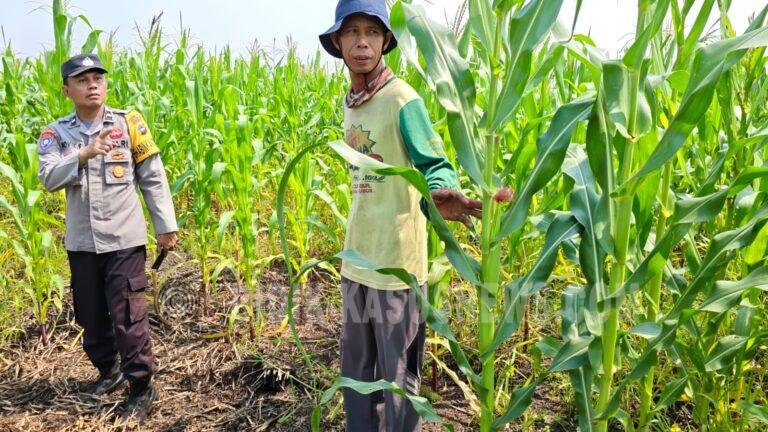 Pantau Pertumbuhan Jagung Kuartal III, Polsek Babirik Cek Lahan 3 Hektare di Pinangkara