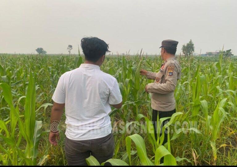 Polsek Amuntai Tengah Pantau Lahan Jagung, Kemarau Panjang Jadi Tantangan Ketahanan Pangan