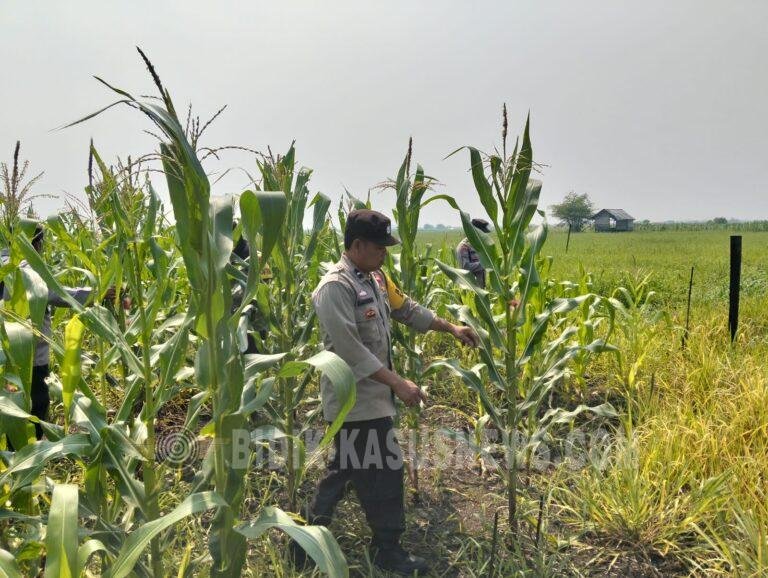 Polsek Babirik Pantau Pertumbuhan Jagung 3 Hektare di Desa Pinangkara