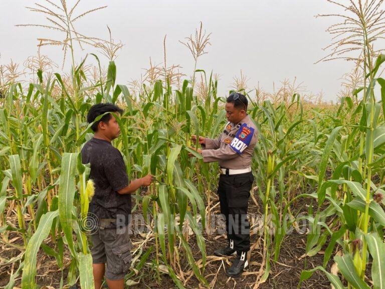 Polsek Amuntai Tengah Pantau Perkembangan Lahan Jagung, Sejumlah Tanaman Petani Terdampak Kekeringan