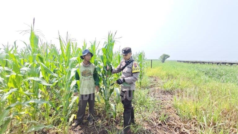 Polsek Babirik Pantau Pertumbuhan Jagung di Lahan 3 Hektare Desa Pinangkara