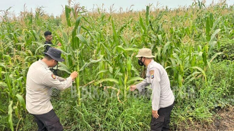 Polsek Amuntai Selatan Sosialisasikan Swasembada Jagung, Pantau Lahan Pertanian yang Tergenang