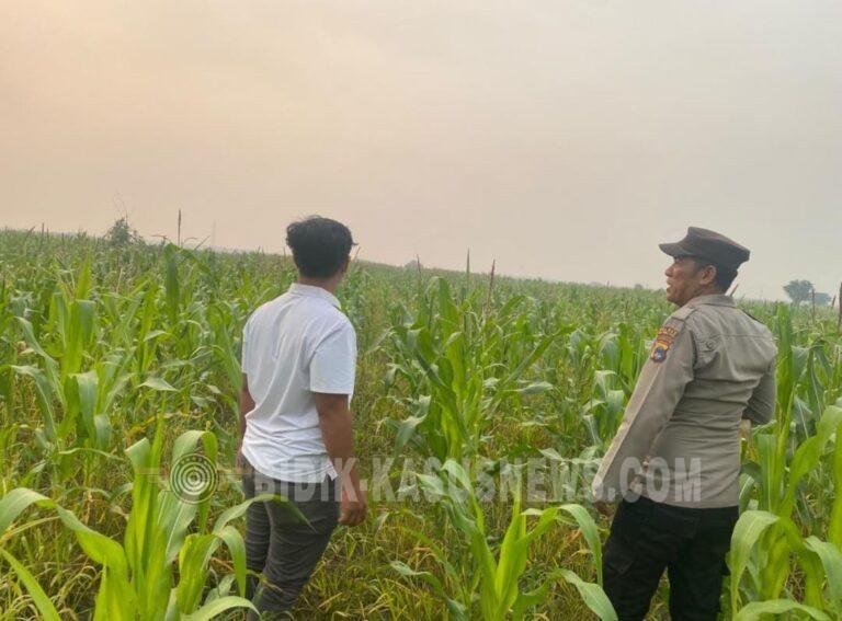 Polsek Amuntai Tengah Pantau Perkembangan Lahan Jagung di Tengah Kemarau Panjang