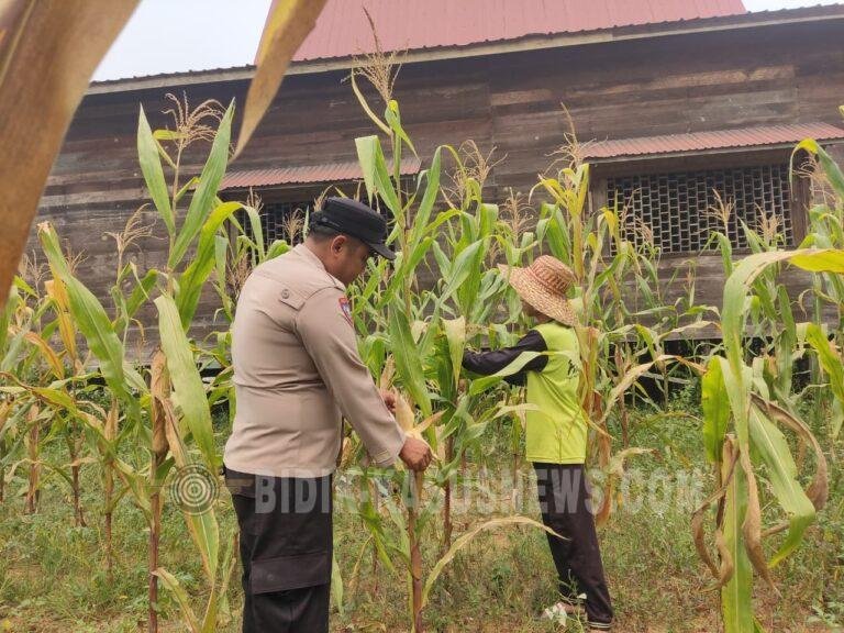 Polsek Amuntai Tengah Pantau Perkembangan Lahan Jagung, Dukung Program Ketahanan Pangan di HSU