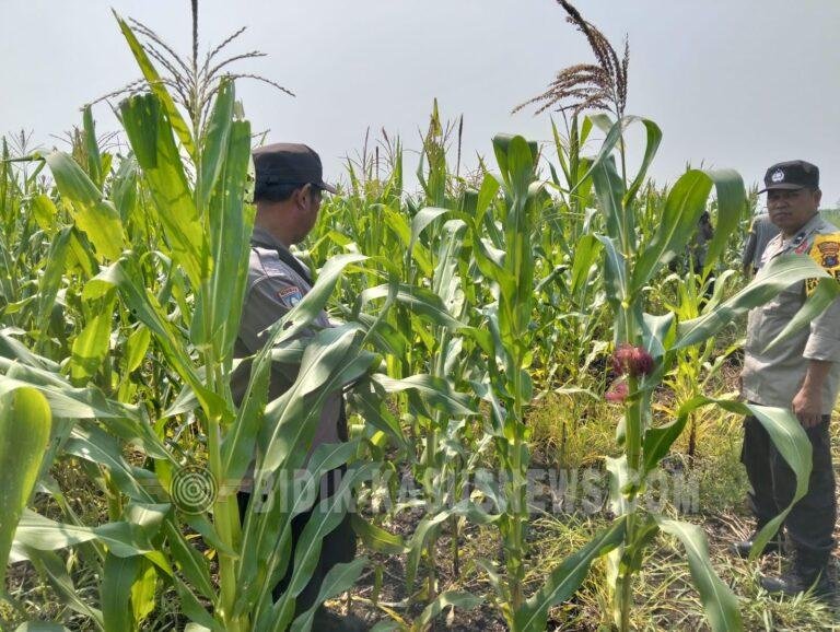 Polsek Babirik Monitor Pertumbuhan Jagung di Desa Pinangkara, Tanaman 69 HST Capai Tinggi 166 Sentimeter