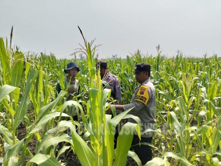 Tanaman Jagung di Desa Pinangkara Tumbuh 170 Cm, Polsek Babirik Lakukan Monitoring
