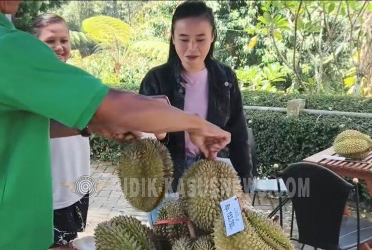 Sensasi Tak Ada Duanya, Tamu Hotel Augusta Cikukulu Bisa Petik Durian Langsung dari Pohonnya