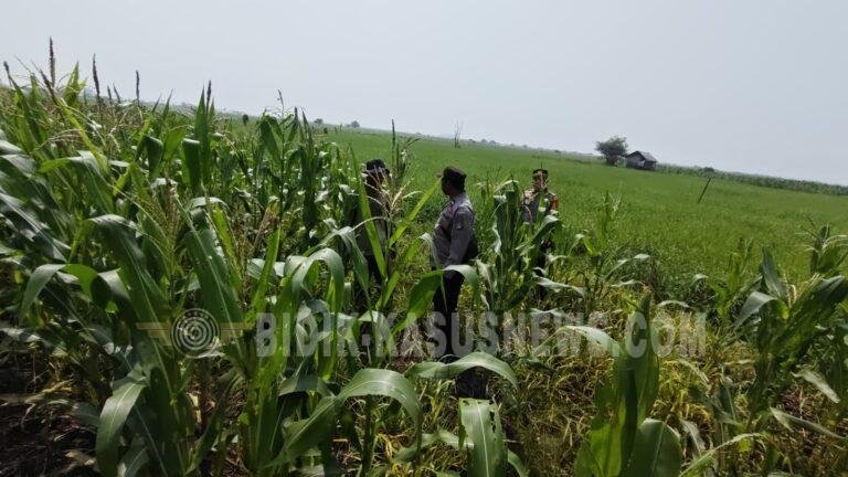 Monitoring Jagung di Pinangkara, Polsek Babirik Catat Tanaman Tumbuh 170 Sentimeter