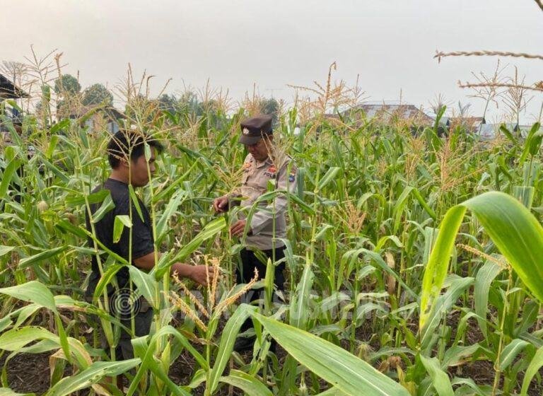 Kemarau Panjang Jadi Tantangan, Polsek Amuntai Tengah Pantau Perkembangan Lahan Jagung di Pinangkara