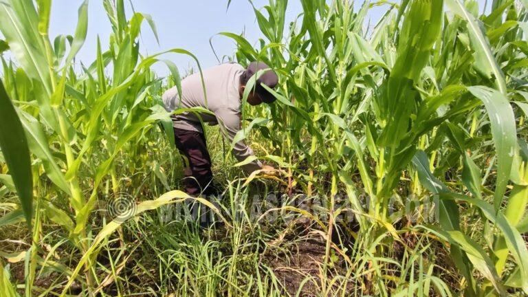 Monitoring Polsek Babirik, Tanaman Jagung 3 Hektare di Pinangkara Diproyeksikan Panen November