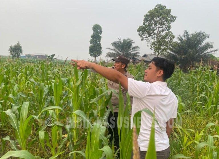 Kemarau Panjang Jadi Tantangan, Polsek Amuntai Tengah Pantau Lahan Jagung di Pinangkara