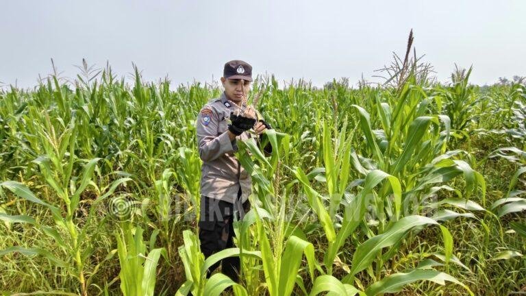 Polsek Babirik Pantau Pertumbuhan Jagung di Pinangkara, Tanaman Capai 175 Sentimeter