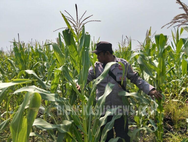 Monitoring Polsek Babirik, Pertumbuhan Jagung di Desa Pinangkara Capai 175,5 Sentimeter