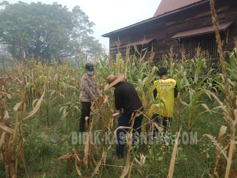 Polsek Amuntai Tengah Pantau Ketahanan Pangan, Perkembangan Lahan Jagung di Tengah Kemarau Panjang