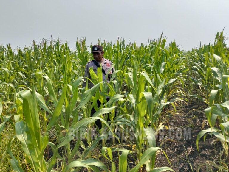 Polsek Babirik Monitoring Pertumbuhan Jagung di Desa Pinangkara, Luas Lahan Capai 3 Hektare
