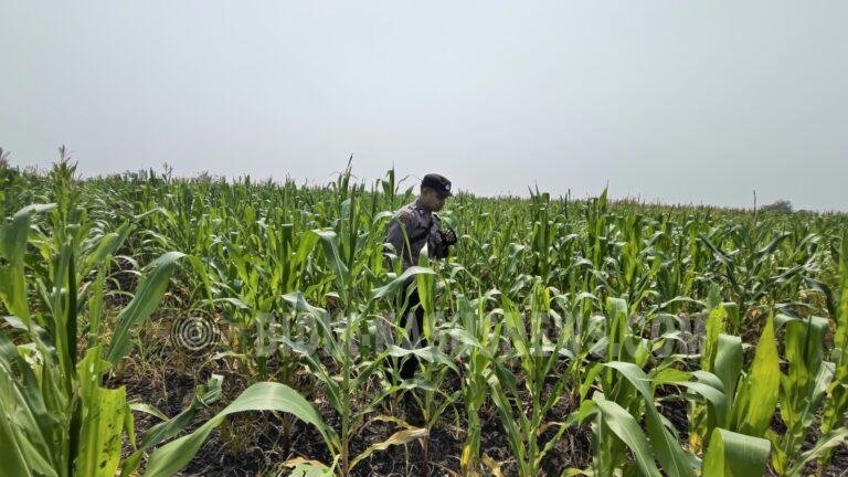 Polsek Babirik Monitor Pertumbuhan Jagung di Desa Pinangkara, Tanaman Capai Tinggi 1,8 Meter