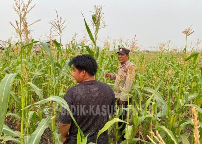 Kemarau Panjang Jadi Tantangan, Polsek Amuntai Tengah Pantau Perkembangan Lahan Jagung di Desa Pinangkara