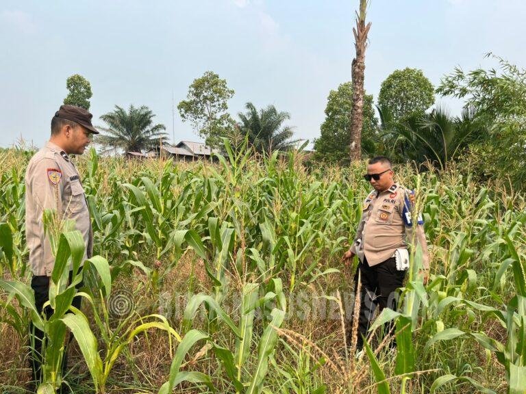 Polsek Amuntai Tengah Pantau Lahan Jagung di Muara Tapus, Kekeringan Jadi Perhatian