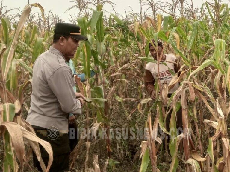 Jelang Panen, Polsek Amuntai Utara Pantau Pertumbuhan Jagung di Desa Pinangkara