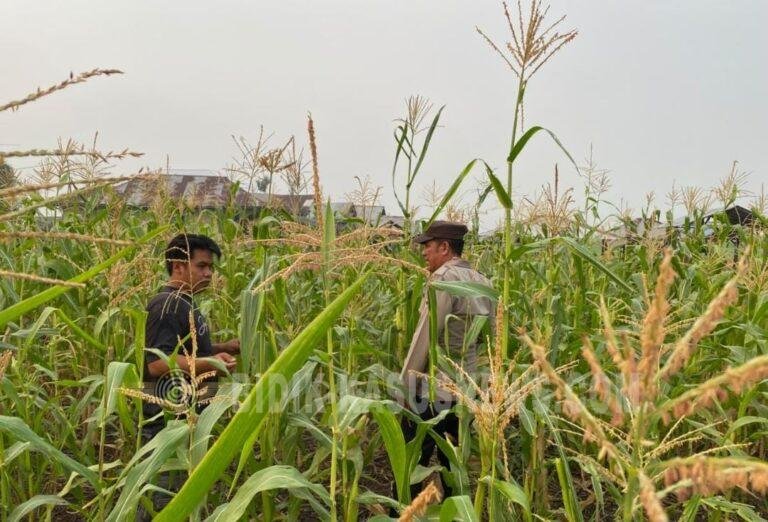 Polsek Amuntai Tengah Pantau Lahan Jagung di Desa Pinangkara, Kemarau Panjang Jadi Tantangan Ketahanan Pangan