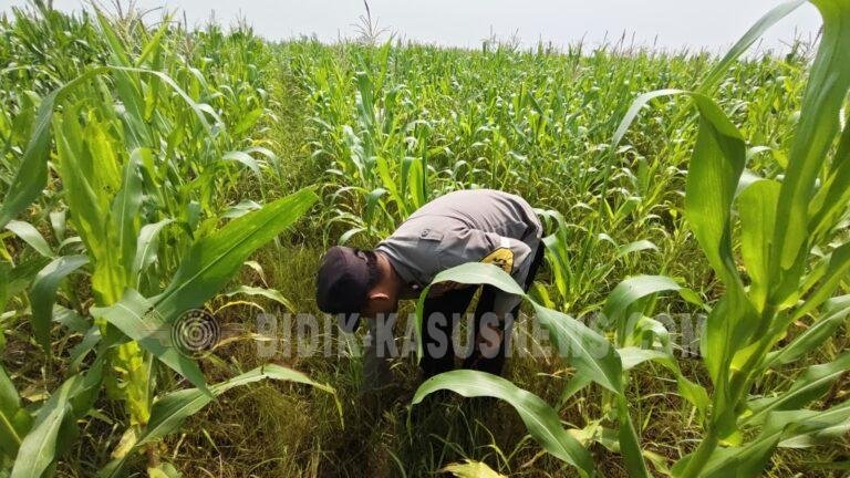 Tanaman Jagung di Desa Pinangkara Capai Tinggi 182 Cm, Polsek Babirik Lakukan Monitoring