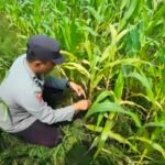 Polsek Babirik Pantau Pertumbuhan Jagung 3 Hektare di Desa Pinangkara, Panen Ditargetkan November 2026