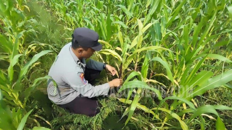 Polsek Babirik Pantau Pertumbuhan Jagung 3 Hektare di Desa Pinangkara, Panen Ditargetkan November 2026
