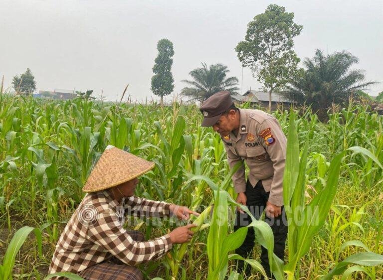 Polsek Amuntai Tengah Pantau Ketahanan Pangan, Kemarau Panjang Jadi Tantangan Penanaman Jagung di HSU