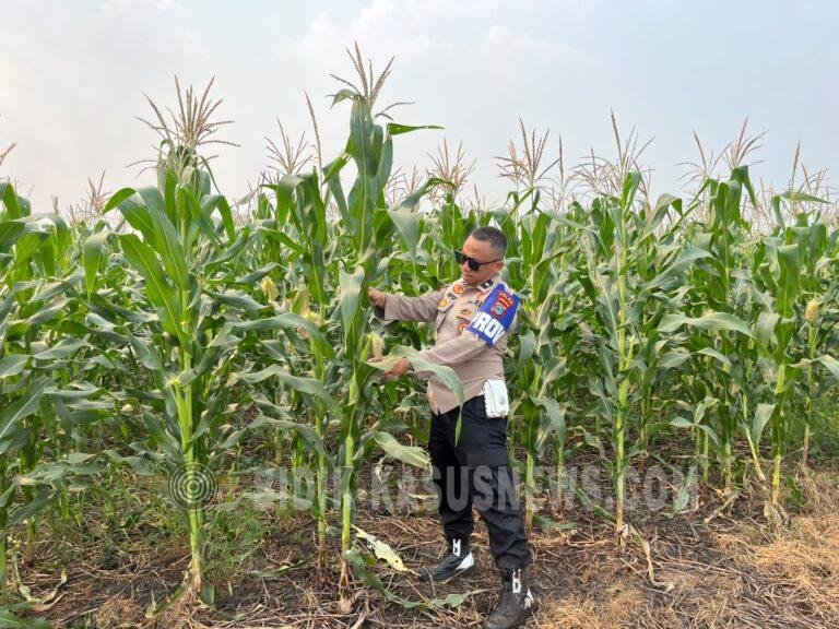 Polsek Amuntai Tengah Pantau Lahan Jagung Terdampak Kekeringan untuk Dukung Swasembada Pangan