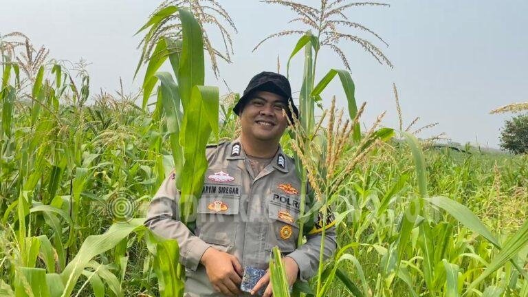 Polsek Babirik Pantau Pertumbuhan Jagung di Desa Pinangkara, Lahan 3 Hektare Ditargetkan Panen November 2026