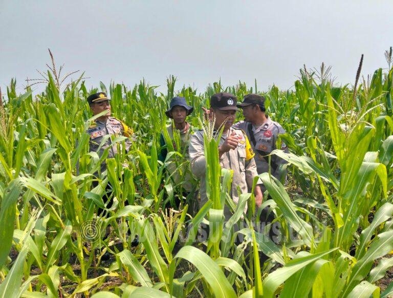 Polsek Babirik Pantau Pertumbuhan Jagung di Desa Pinangkara, Lahan 3 Hektare Ditargetkan Panen November 2026
